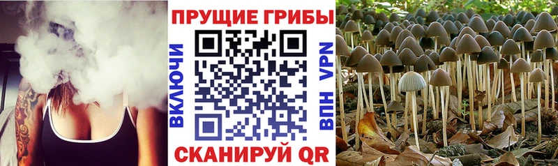 Галлюциногенные грибы прущие грибы  Обоянь 